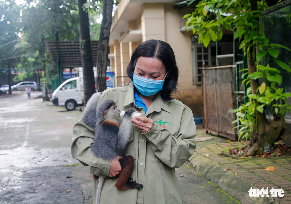 Saigon Zoo staff donates 30% of salary to buy foods for animals amid COVID-19