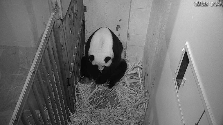 Washington zoo welcomes 'precious' new baby panda