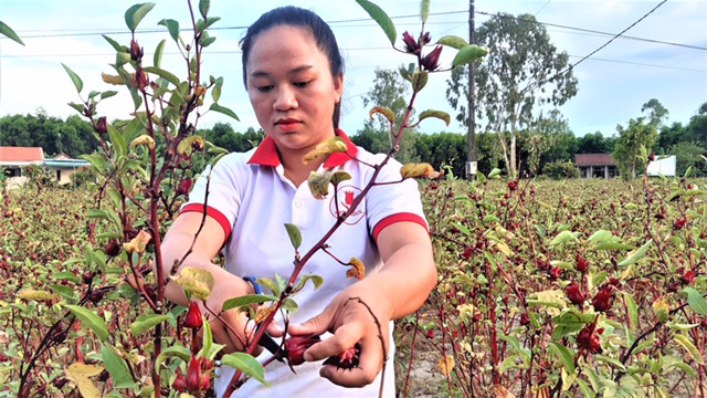 Vietnamese woman’s business blossoms with artichoke flowers
