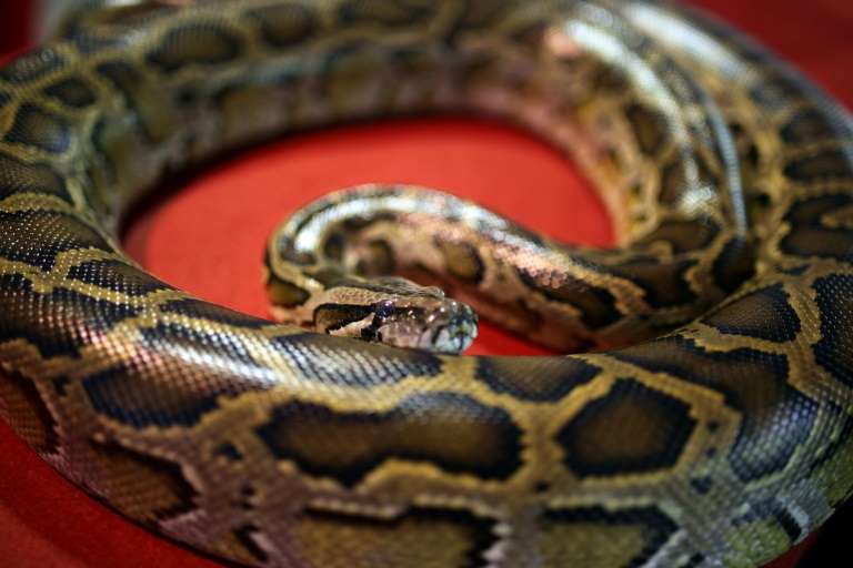 Constricting or constrictor? Man uses snake as face mask
