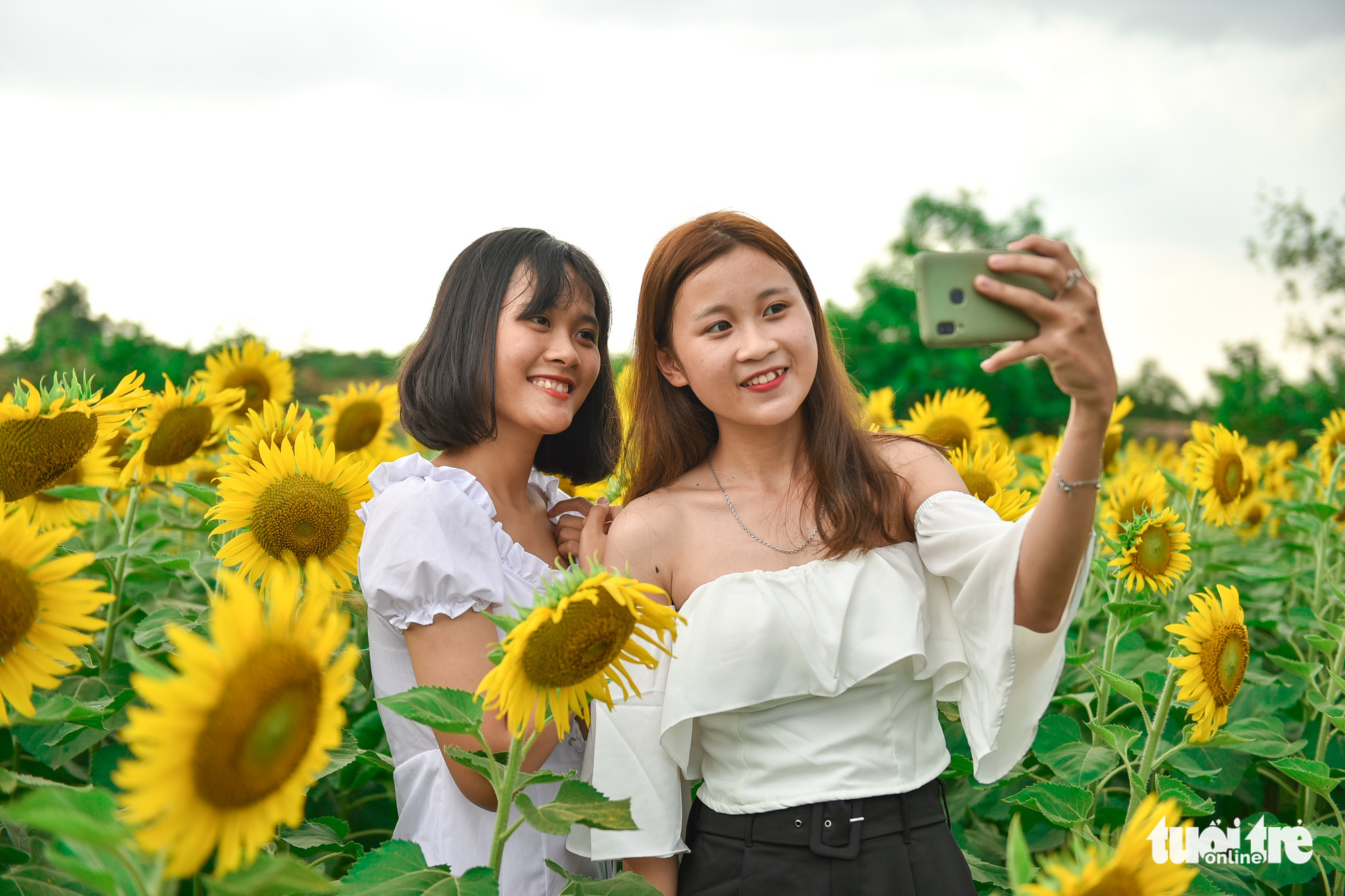 Dazzling sunflower garden draws photo seekers on Saigon outskirts