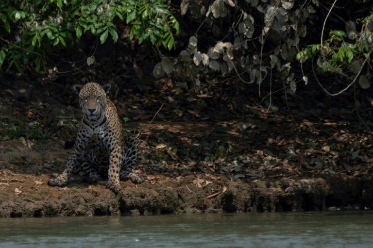 Race to rescue animals as Brazilian wetlands burn