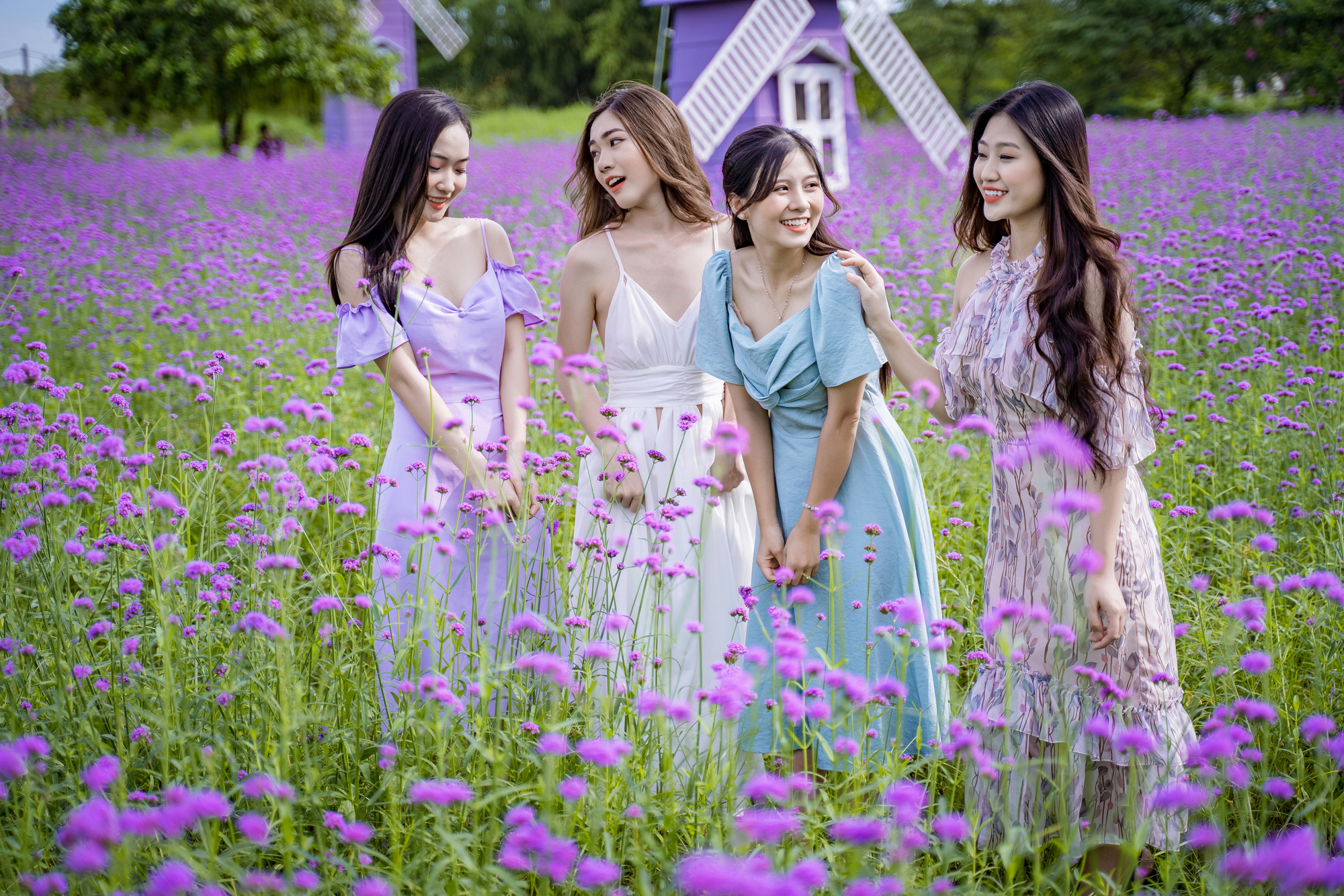 Tourists lured to Hanoi’s first purpletop farm