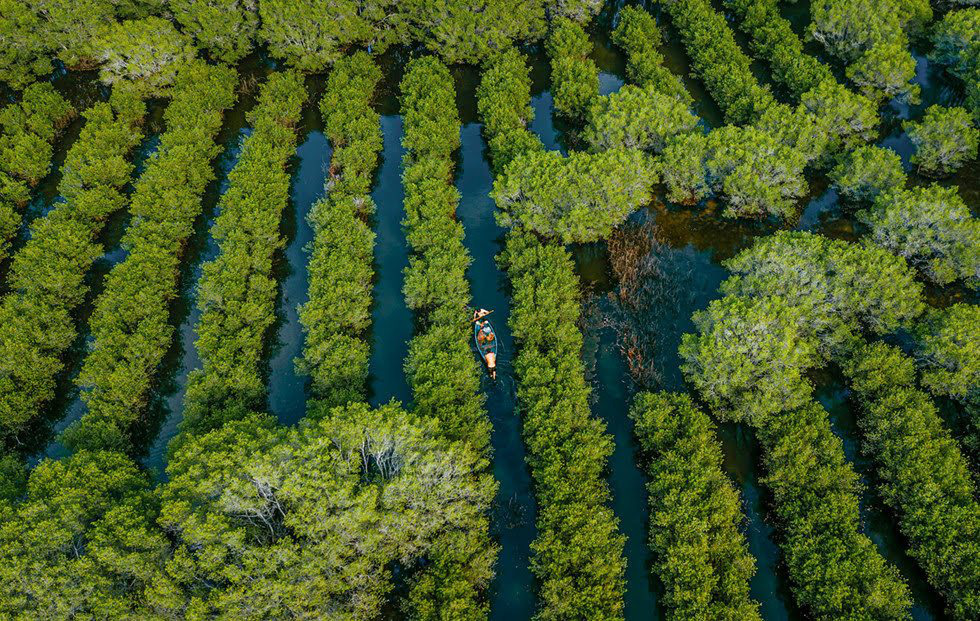 Mangrove forests reveal magnificent beauty in central Vietnam