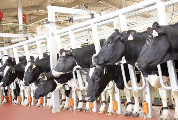 Vietnamese milk producer initiates largest dairy cow project in Central Highlands