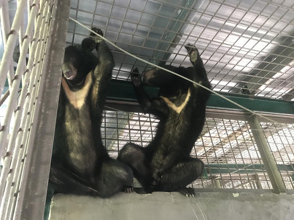 Caged Asian black bears revived from critical condition by Vietnamese safari
