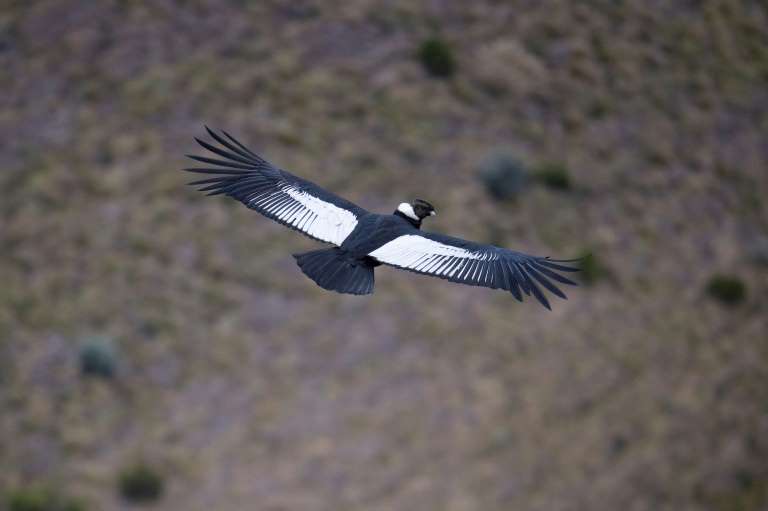 In Ecuador, pair of Andean condors revives hope for species' survival