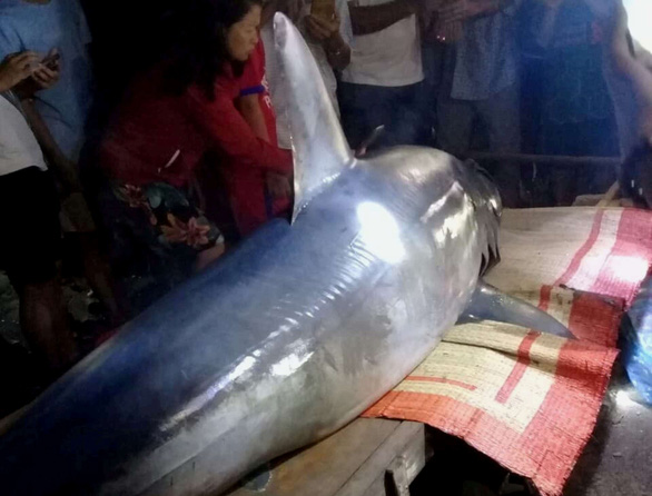 Blue shark dies after being stranded in north-central Vietnam river