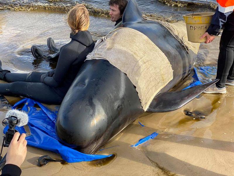 Australia says majority of 470-strong beached whale pod has died