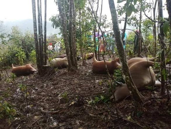 Lightning strikes seven cows to death in Vietnam