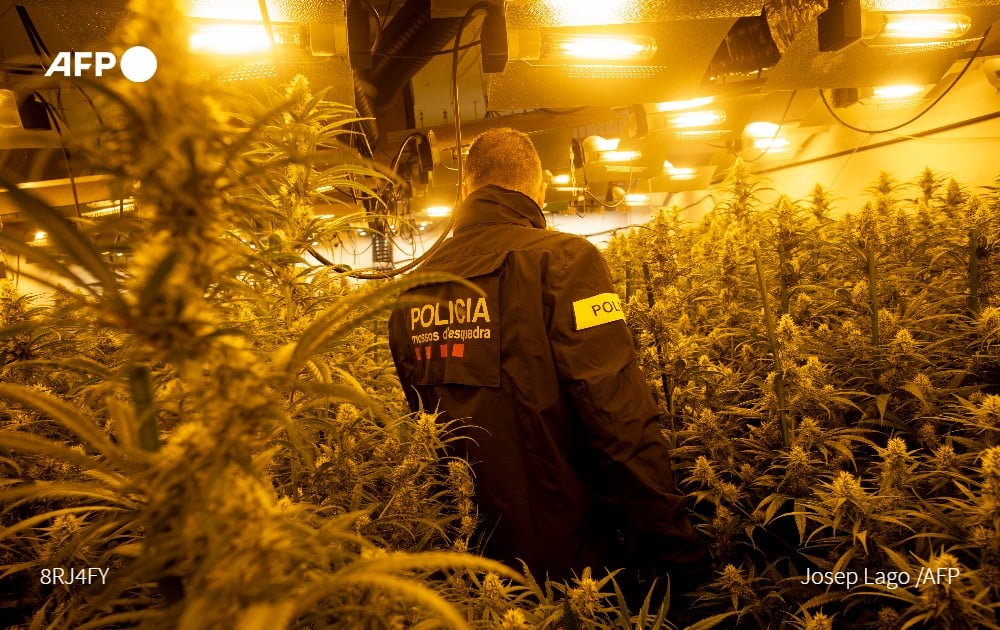 Spain: A paradise of weed for Europe's drug traffickers