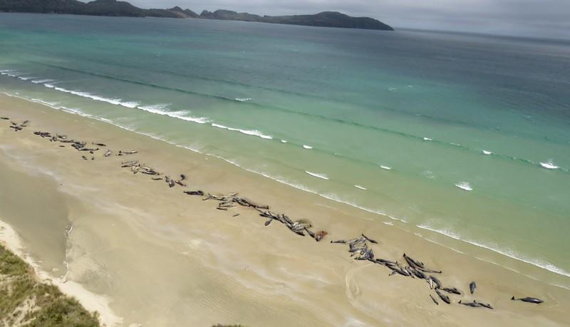 New Zealand rangers, volunteers try to rescue 25 stranded whales