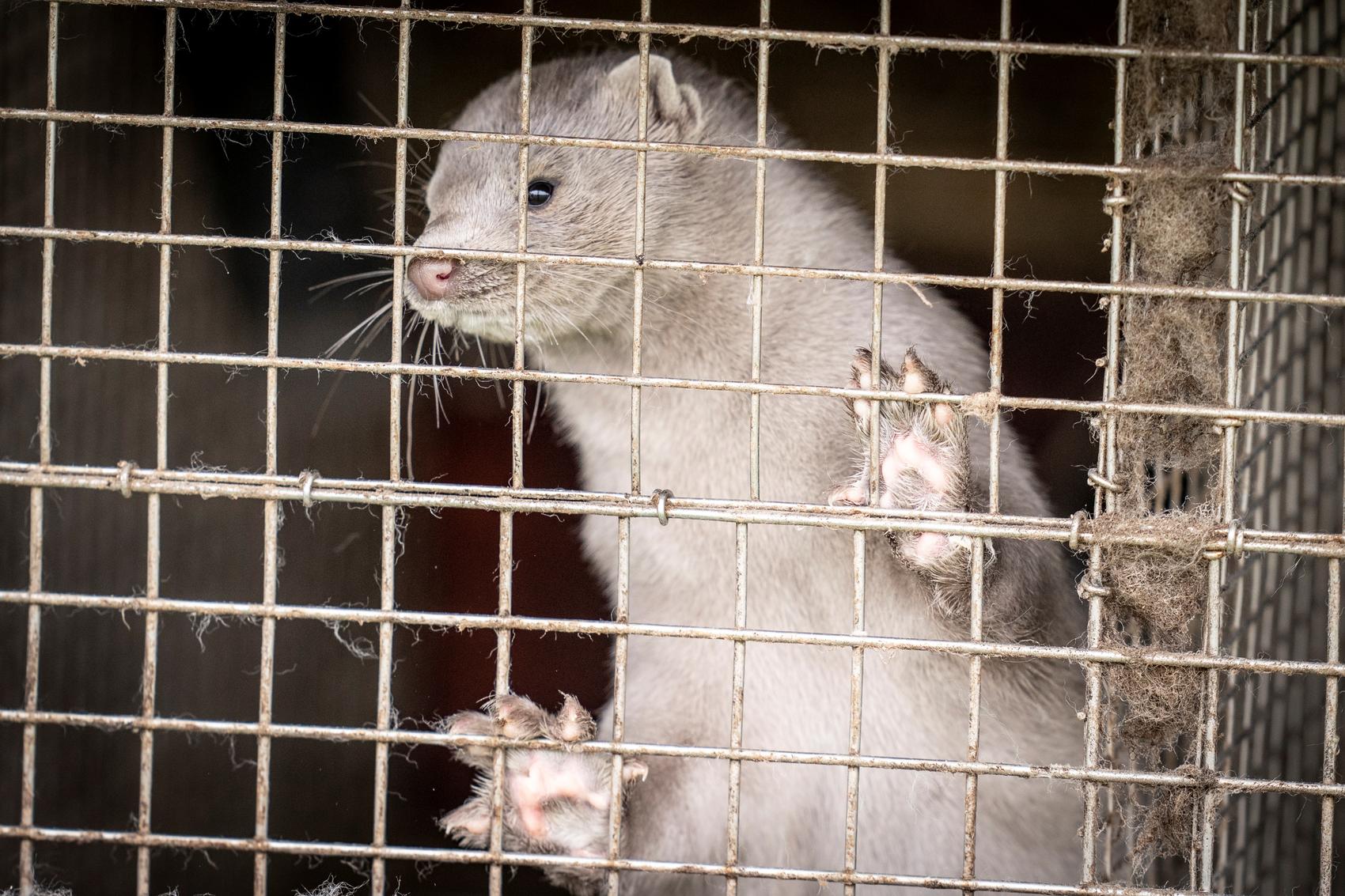 Denmark plans to cull its mink population after coronavirus mutation spreads to humans