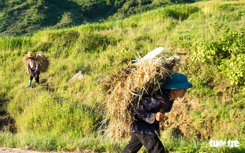 Harvesting the hard-earned seeds of rice with Ha Nhi Den people in Vietnam