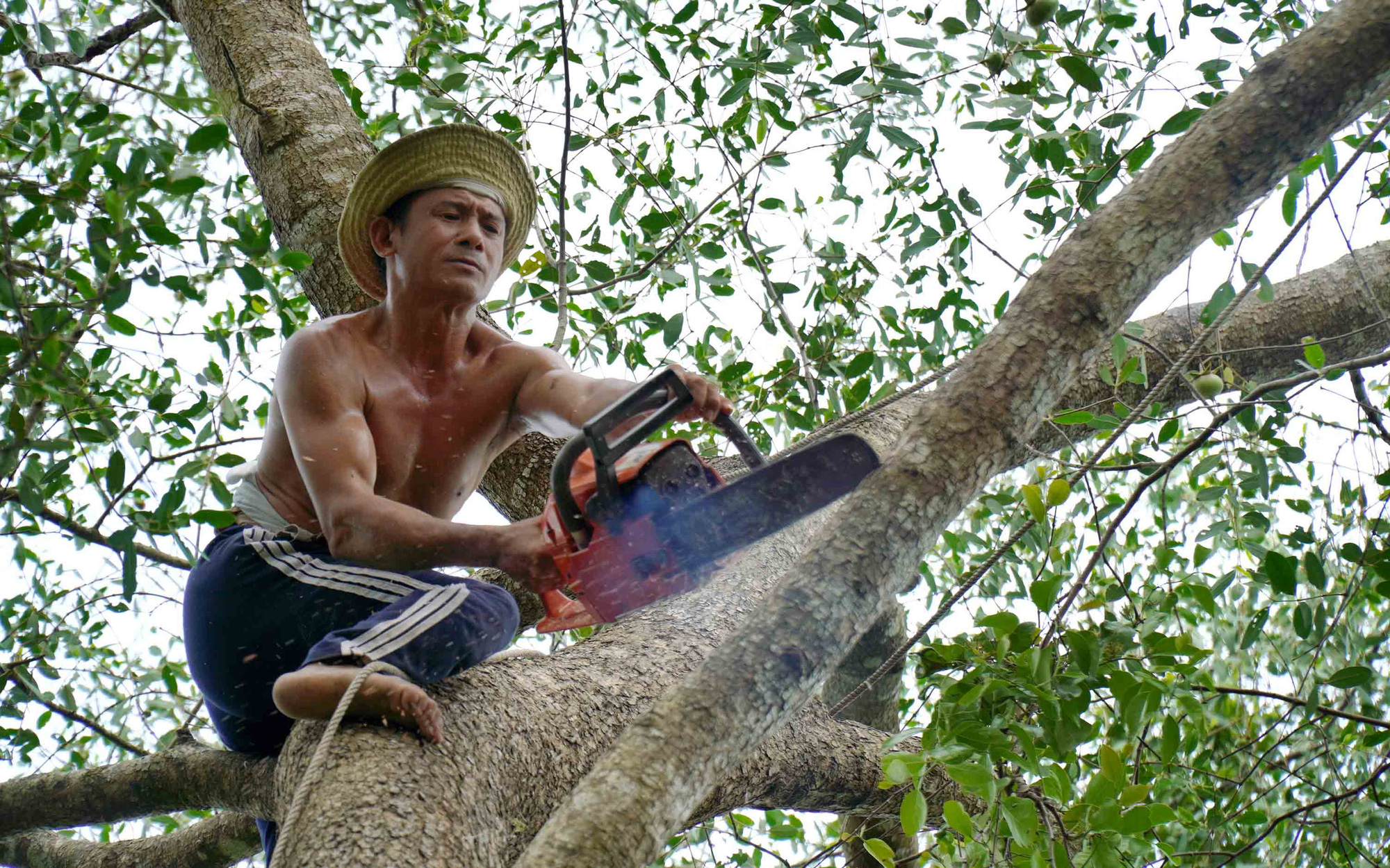 Tree trimmer dubbed ‘Monkey King’ in Vietnam’s Mekong Delta