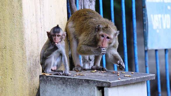 Monkey troops go ape near Caodaist Holy See in southern Vietnam