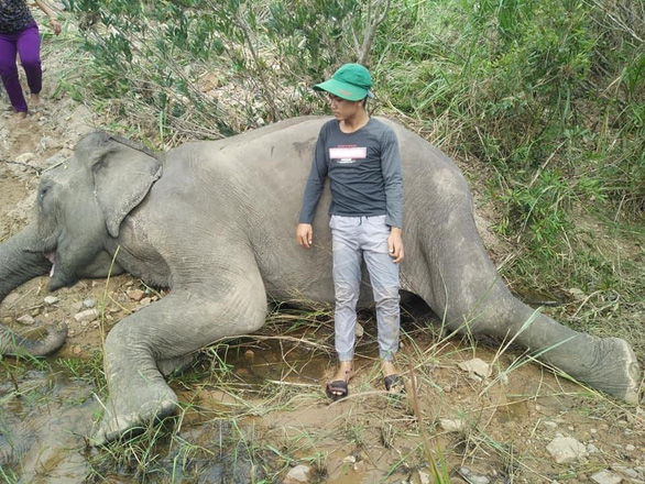Last tamed elephant in Vietnam’s Central Highlands province dies