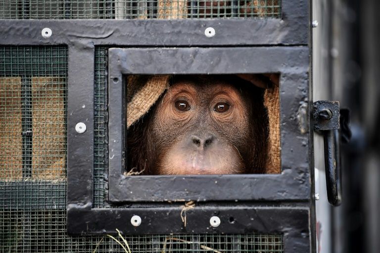 Two smuggled Indonesian orangutans fly home from Thailand