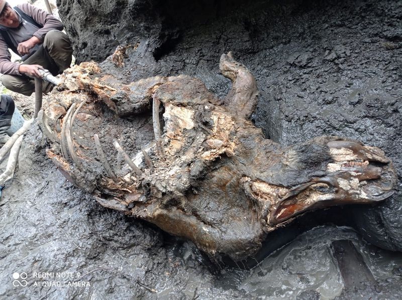 Woolly rhino remains found in melting Siberian permafrost
