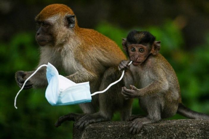 From macaques to crabs, wildlife faces threat from face masks