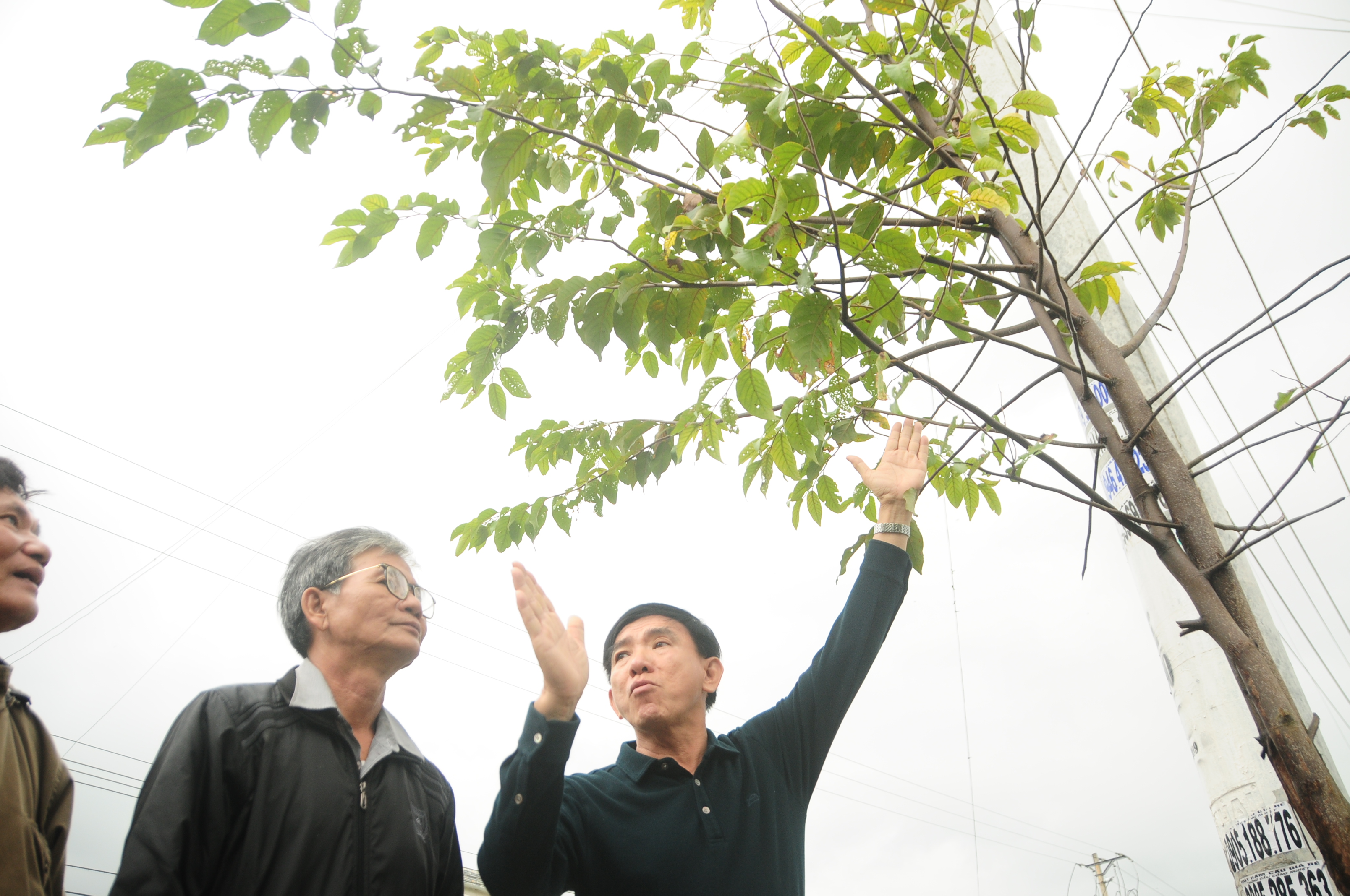 Seeds of hope: a former teacher’s dream to plant one million trees in Vietnam