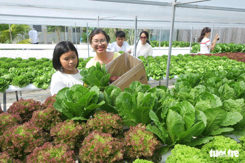 Saigon hydroponic farm brings customers freshest produce in town