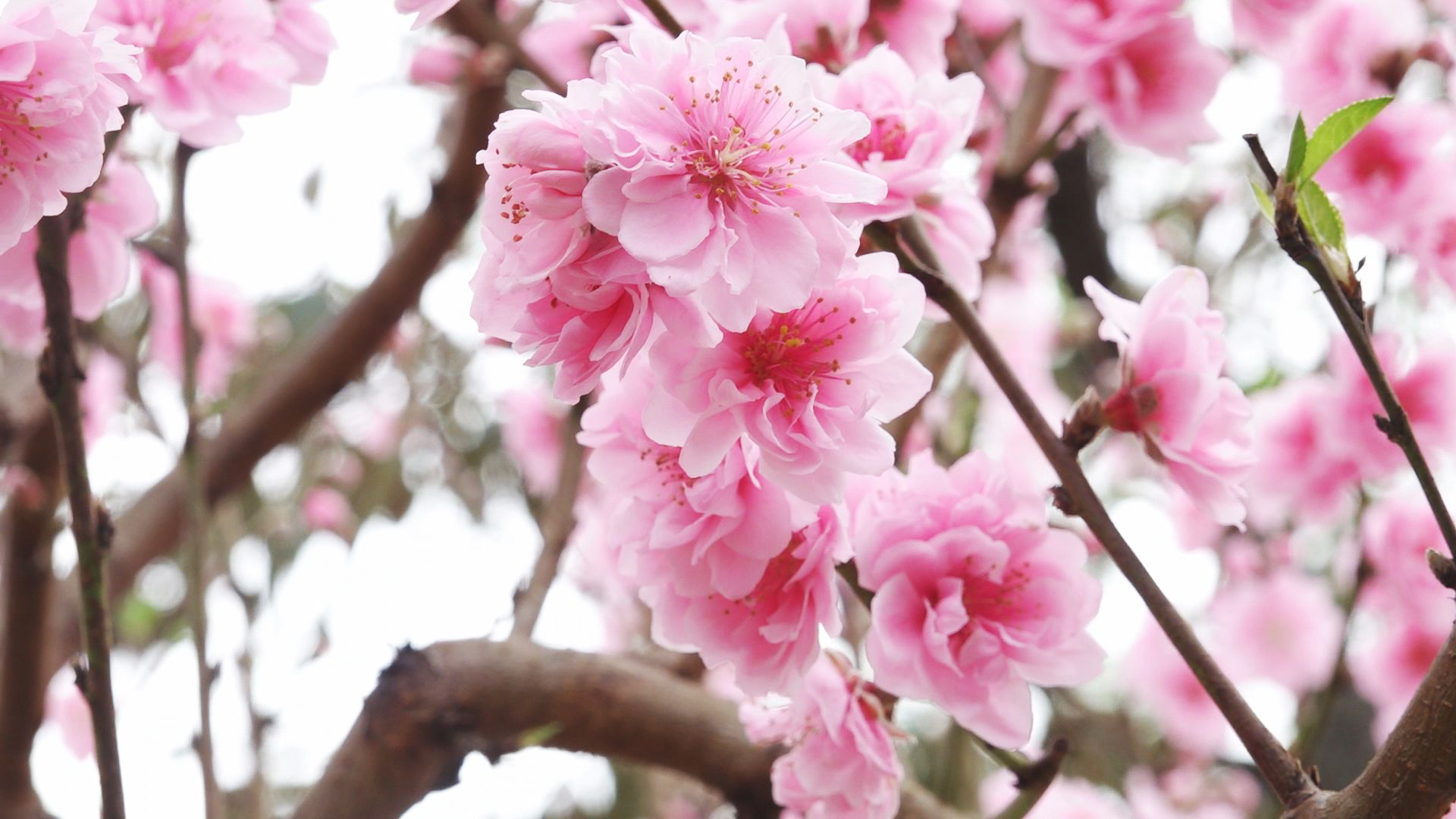 Peach Blossom Day, March 3 Holiday. Spring Blooms.