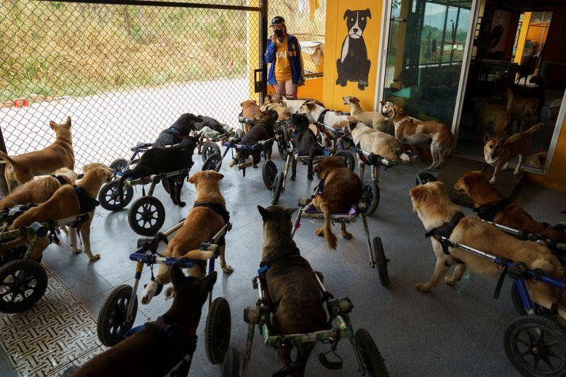 Thai shelter for disabled stray dogs threatened by pandemic