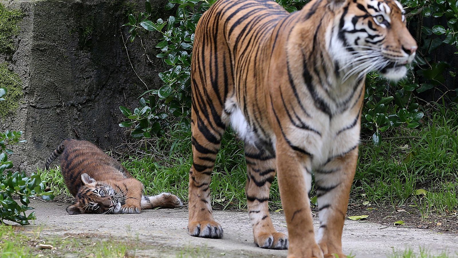Two Sumatran tigers escape Indonesian zoo, one shot dead