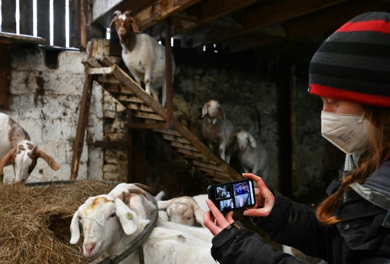 No kidding: video calls with goats boost British farm