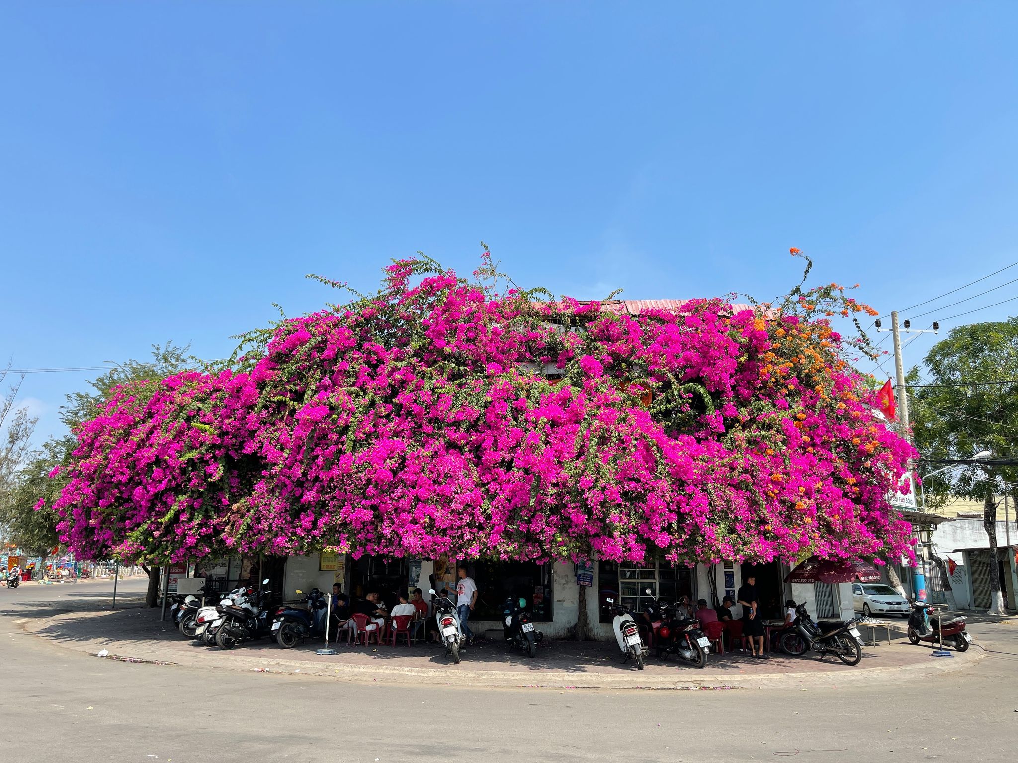 Bougainvillea in full bloom: A must-see in Vietnam's coastal Phan Thiet City