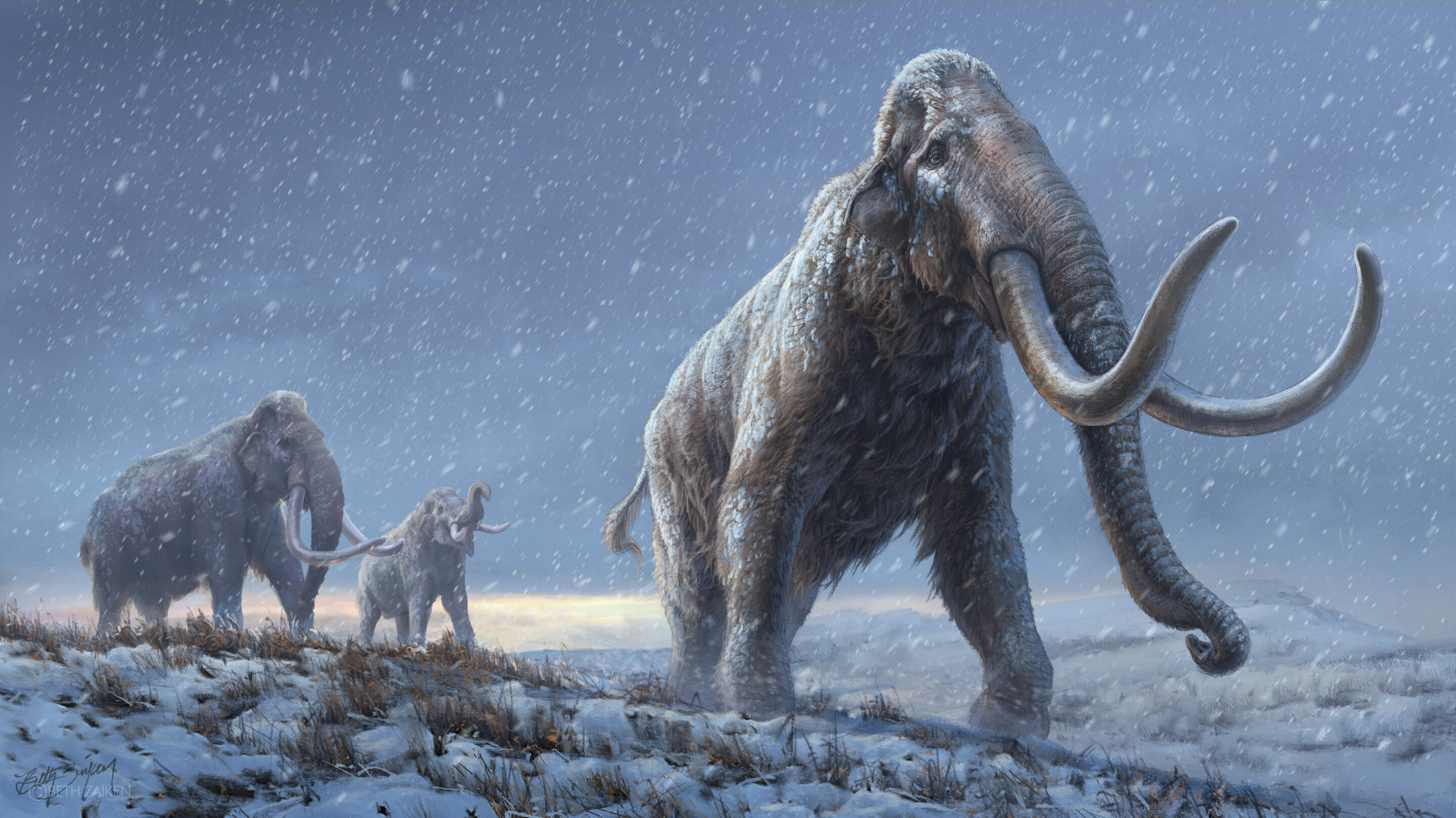 World's oldest DNA sequenced from million-year-old mammoths