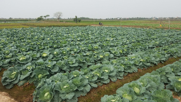 How COVID-19 is affecting northern Vietnamese veggie supplying market