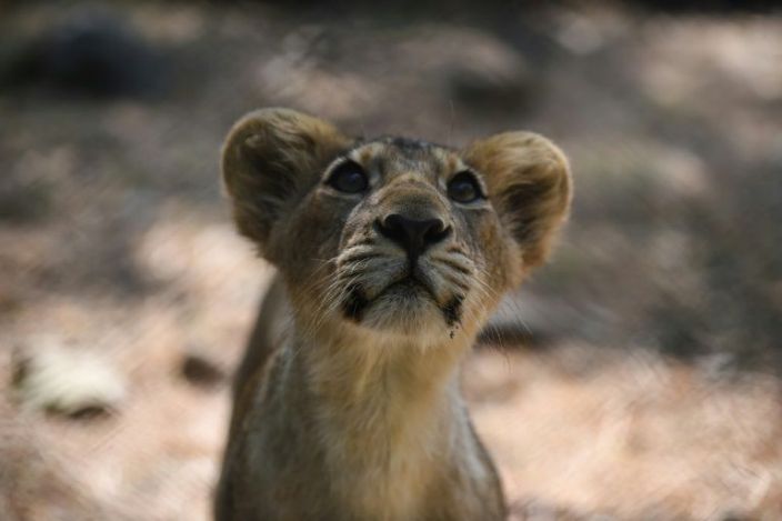 India's endangered lion prides conquer disease to roam free