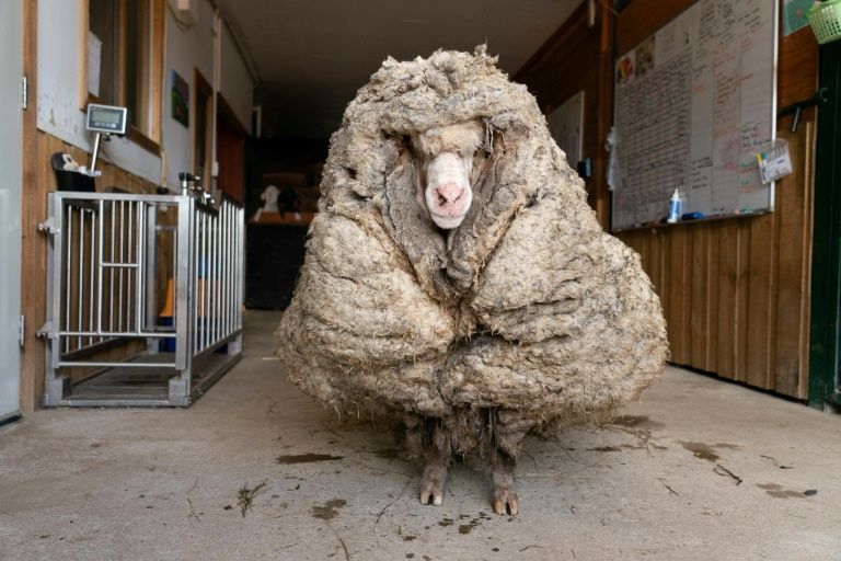 Aussie sheep sheds huge coat after years on the lam