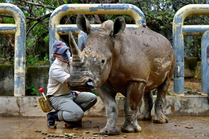 Taiwan prepares white rhino 'Emma' to find mate in Japan