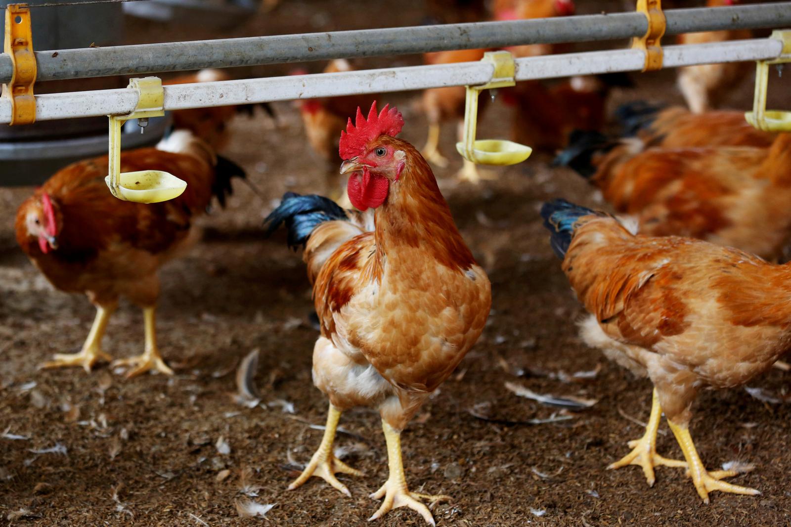 FAO, WHO warn Vietnam to stay vigilant in H5N8 bird flu prevention