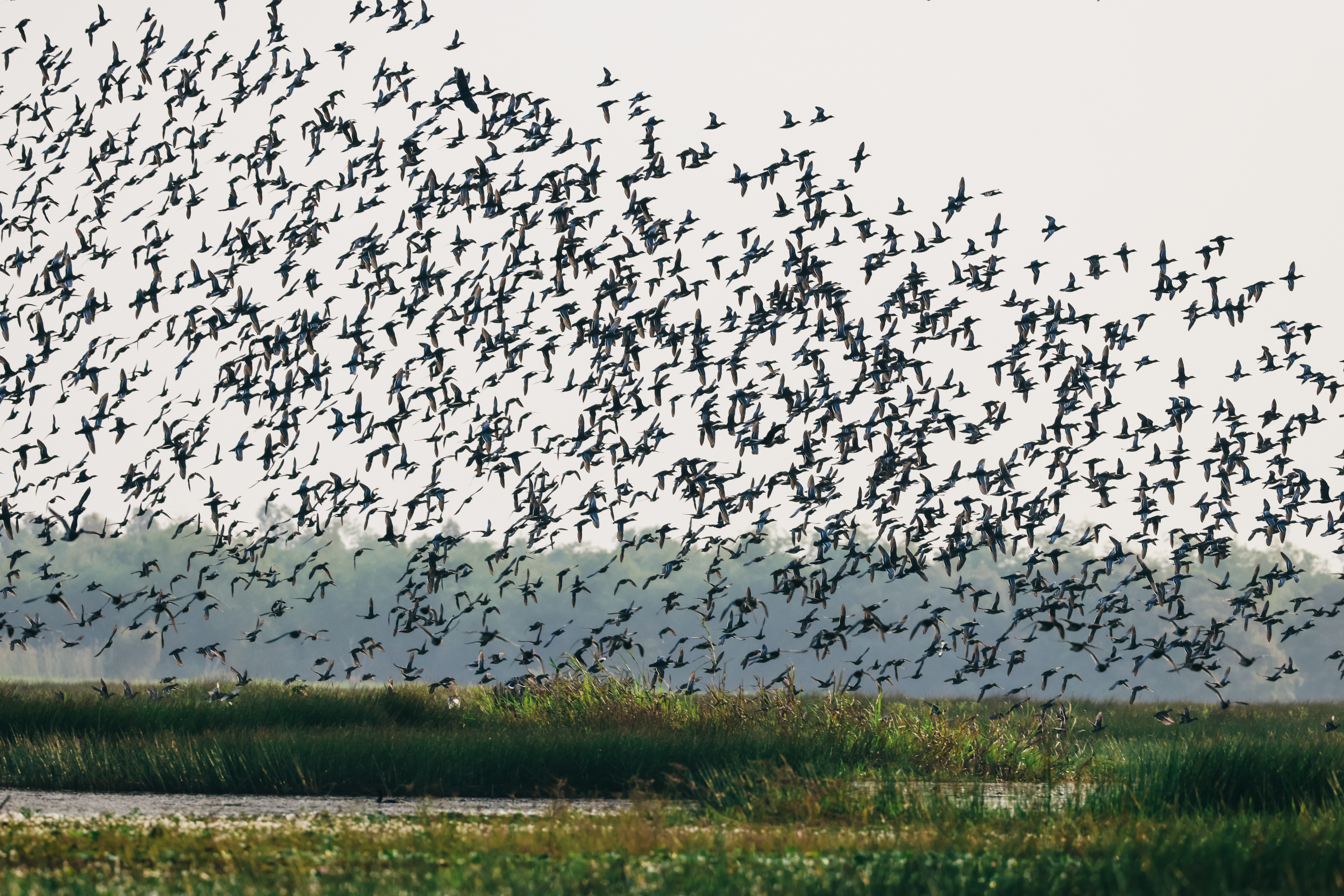 Birds return to their 'paradise' in Vietnam’s Mekong Delta