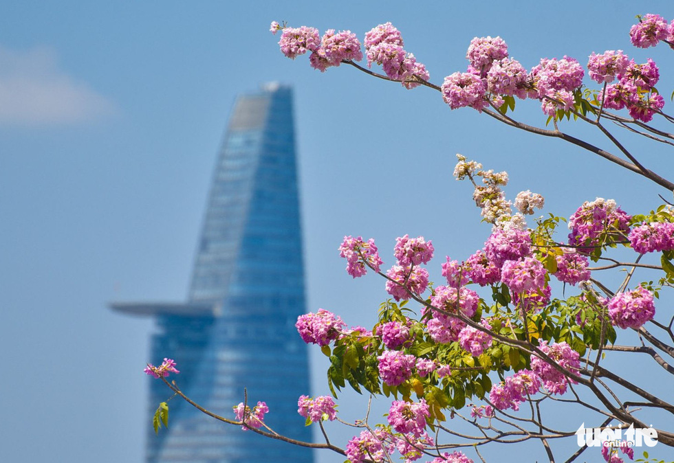 Saigon tickled pink as rosy trumpet flowers bloom