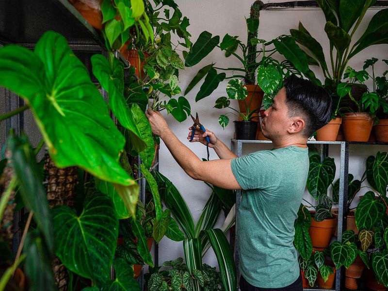 Bloom boom: Malaysians get passionate about pot plants