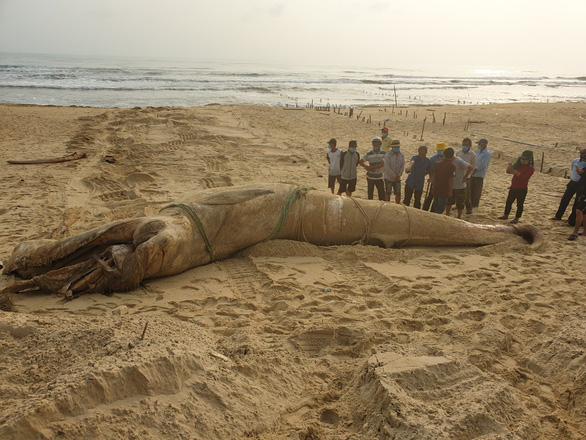 Massive whale carcass washes up on central Vietnam shore