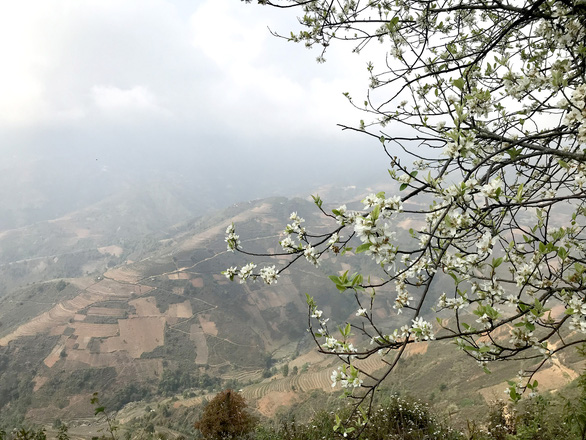 Docynia indica blossoms brighten northwest Vietnam