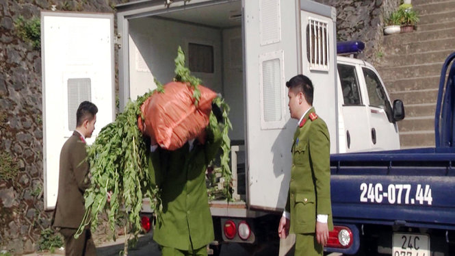 Vietnamese man illegally grows over 300 opium poppy plants in Hanoi