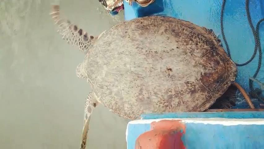 South-central Vietnamese province releases endangered sea turtle into sea