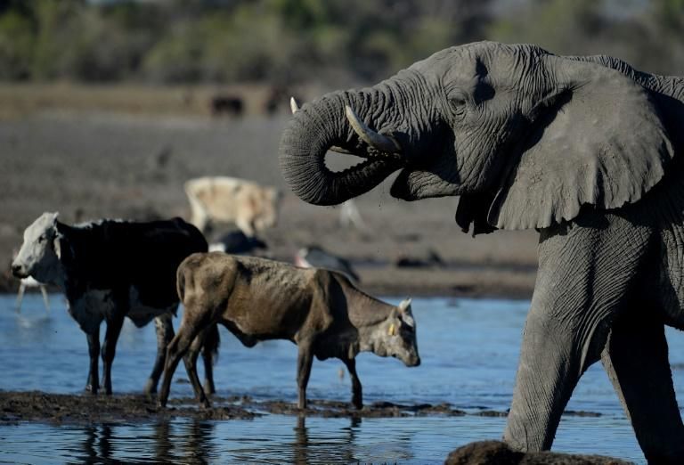 'Alarm bells' as African elephants see sharp decline: conservationists