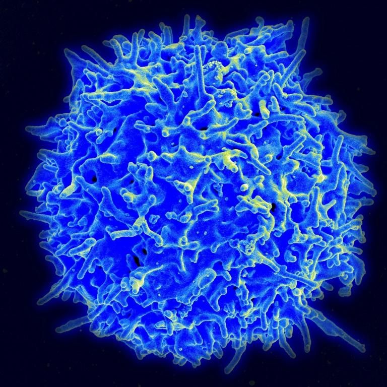 Killer T cells boost immunity to coronavirus variants: study