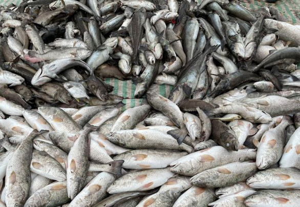 Fish die en masse in aquaculture zone in Vietnam