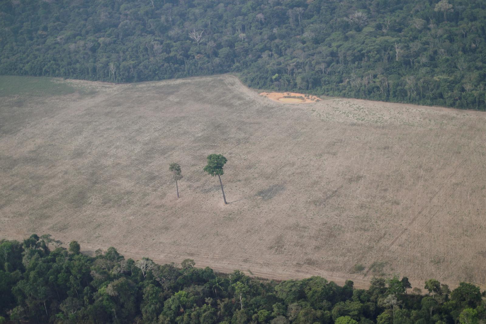 Brazil seeks $1 billion in foreign aid to curb Amazon deforestation by 30-40% -environmental minister