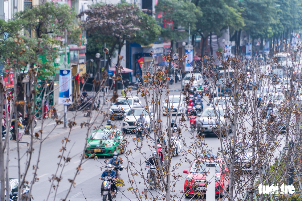 Hanoi to replace red maple trees along two major streets
