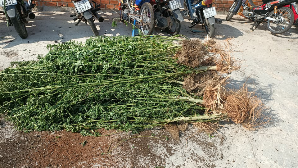Canadian man probed for growing nearly 500 cannabis plants at Vietnamese wife’s house